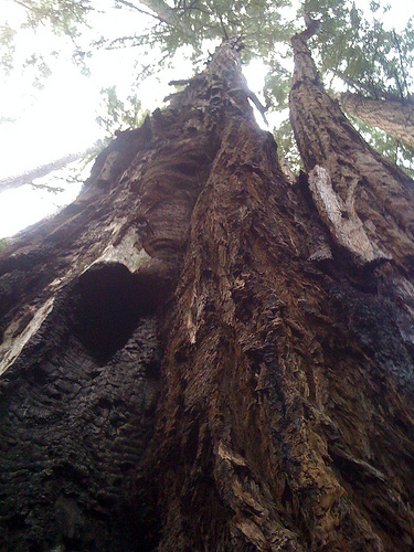 half standing redwood